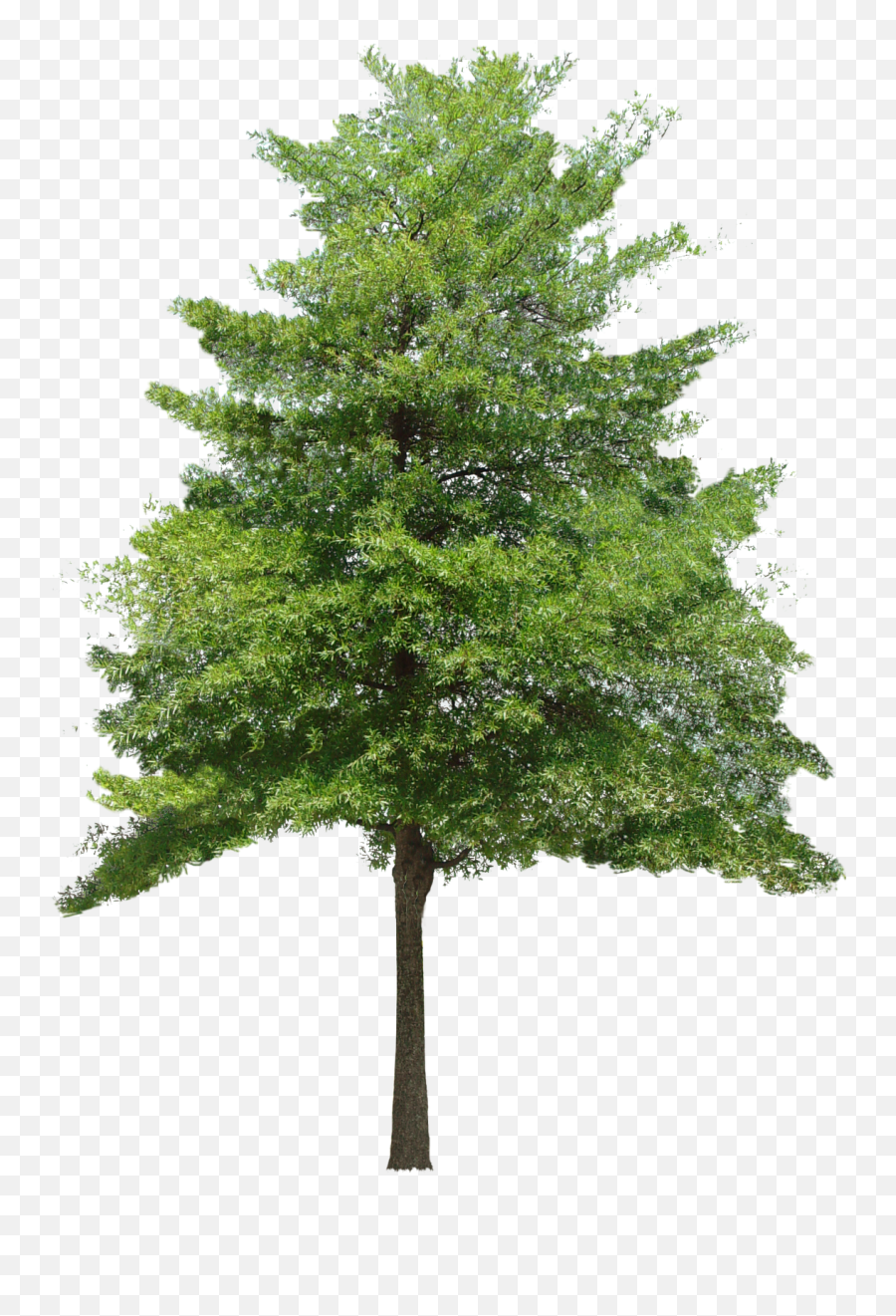 Tree Hd Png Transparent Hdpng Images Pluspng - Tree Texture Transparent Background,Tree From Above Png