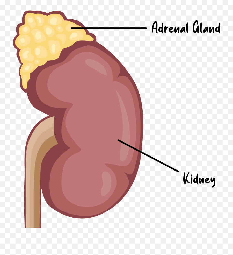 Energy - Language Png,Adrenal Icon