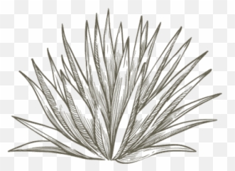 Dos Primos Tequila Premium Sippinu0027 - Vaso De Mezcal Dibujo png