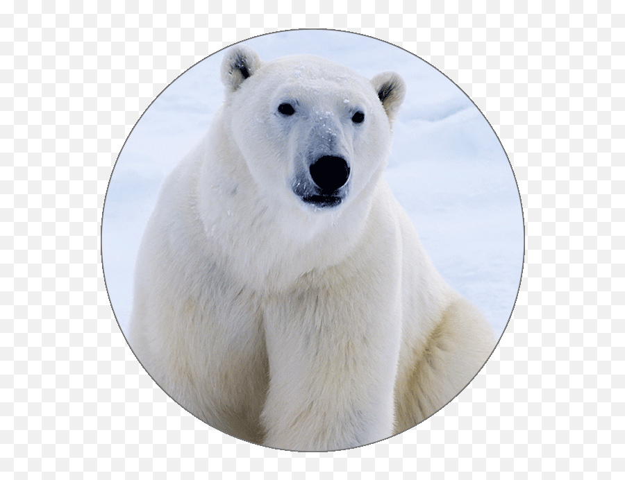 Animals - Polar Bear Cutout Png,Ice Bear Icon