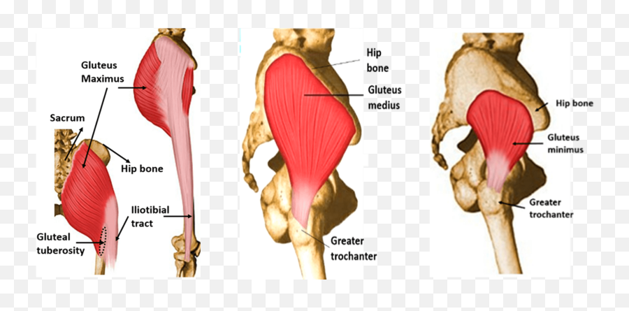 Gluteal Region Anatomy Qa - Insertion Of Gluteal Muscles Png,Muscles Png