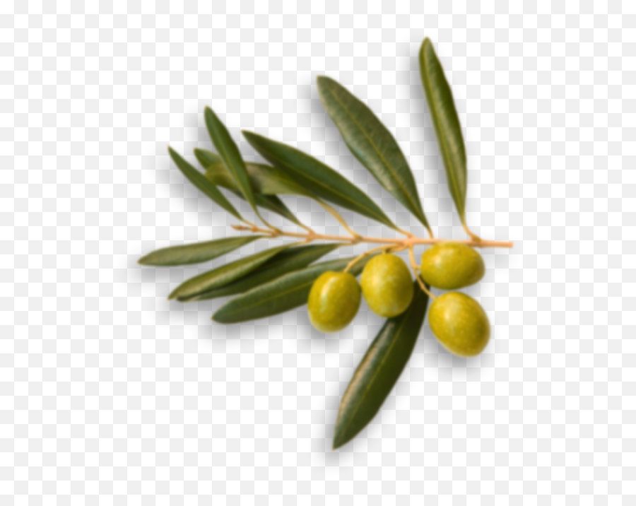 Australiau0027s No1 Extra Virgin Olive Oil - Cobram Estate Olive Top View Png,Olive Png