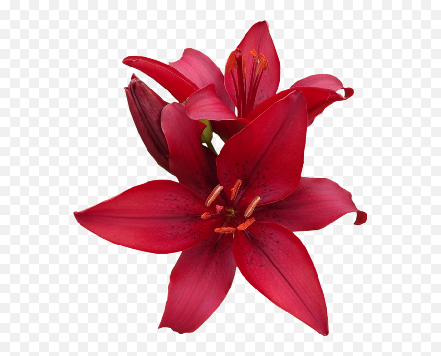 Download Red Lilies - Red Lily Flower Png,Lilies Png