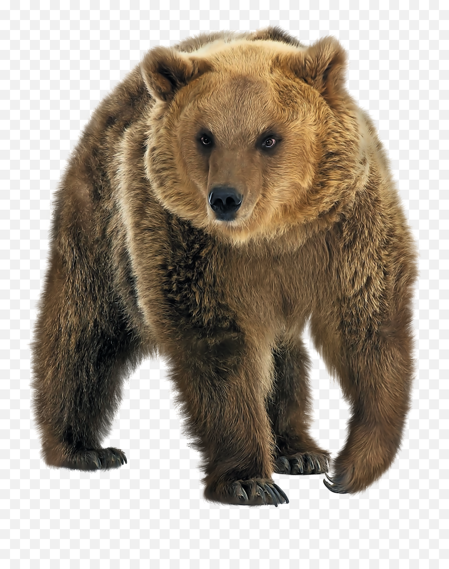 Download Grizzly Bear Png - Brown Bear Png,Grizzly Bear Png