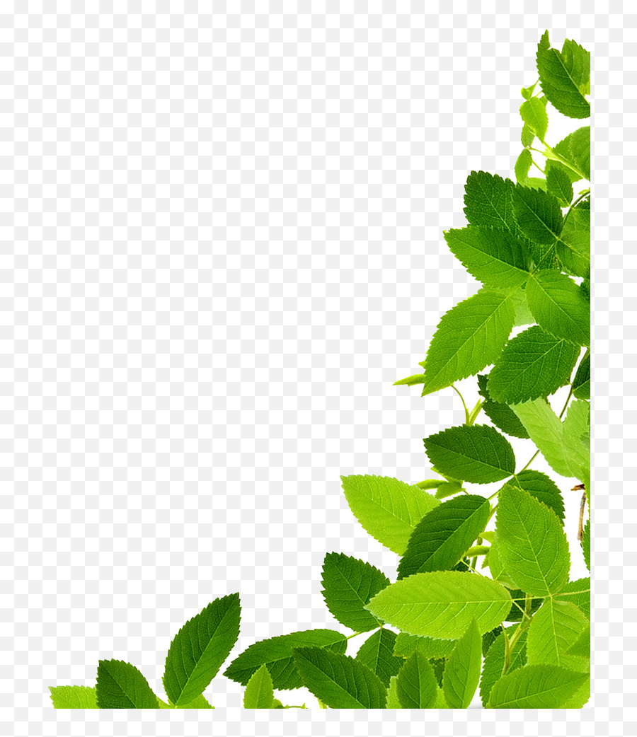 Download Leaves Free Png Photo Images - Transparent Green Leaves Png,Leaves Clipart Png