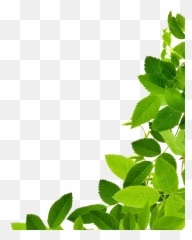 Download Leaves Free Png Photo Images - Transparent Green