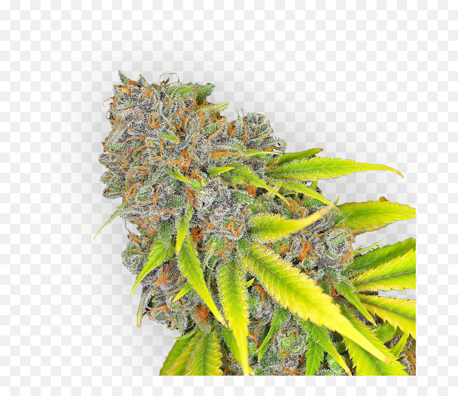 Download Hd Cannabis Bud - Cannabis Transparent Png Image Flower,Cannabis Png
