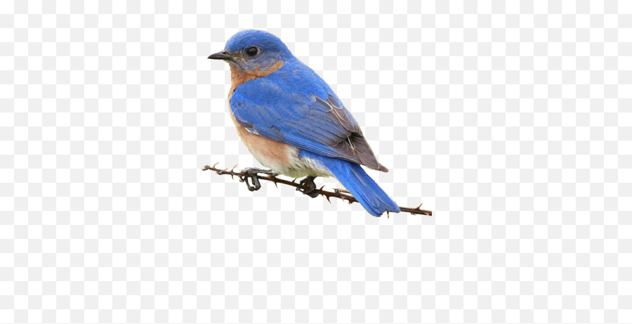 Small Yellow Bird - Eastern Bluebird Png,Blue Bird Png