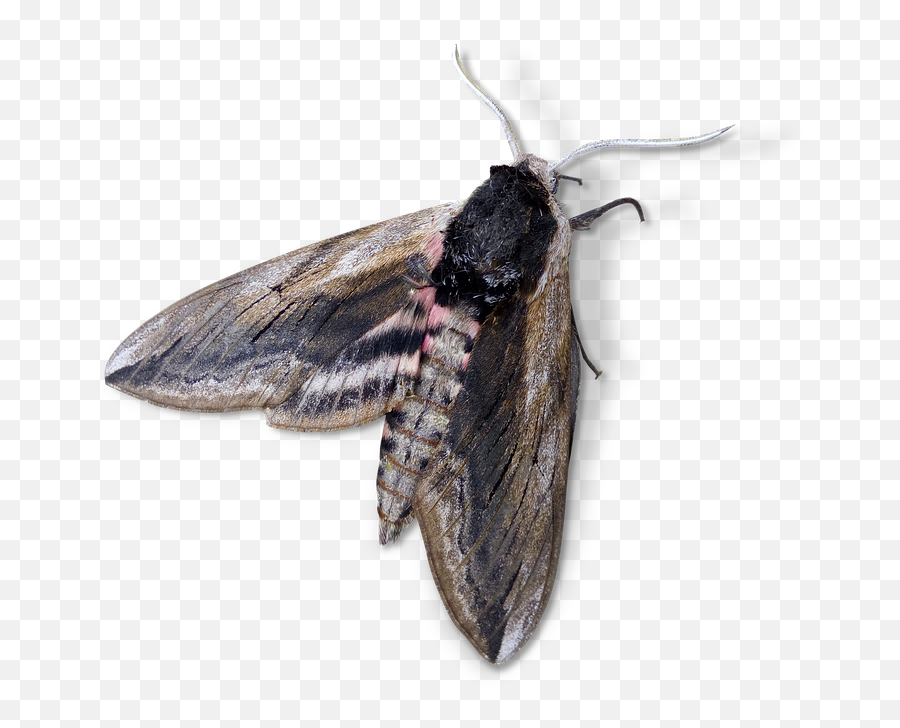 Search Results Of Pngpsd Andor Jpeg Images Snipstock - Transparent Moth Png,Moth Png