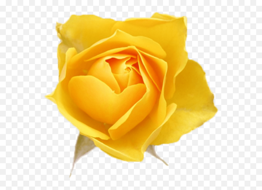 Free Online Rose Flowers Yellow Roses Vector For - Yellow Rose Vector Png,Rose Flower Png