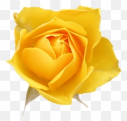 Free Online Rose Flowers Yellow Roses Vector For - Png