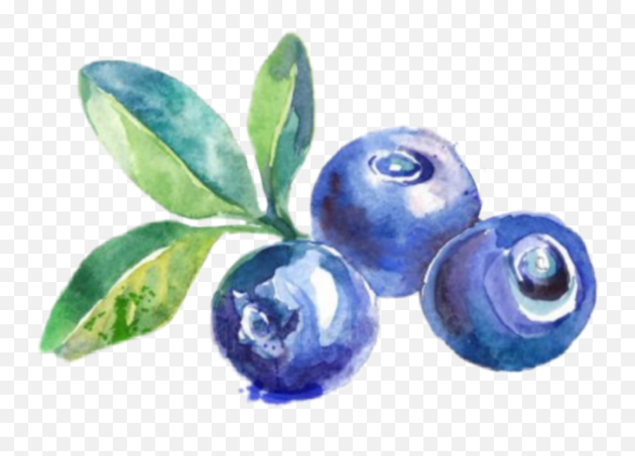 Blueberry Sticker By Kathleen Novelo - Blueberries Drawing Png,Blueberry Transparent Background
