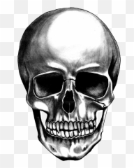 Skull Png Images - Transparent Background Skull Png Hd,Skeleton Png Transparent