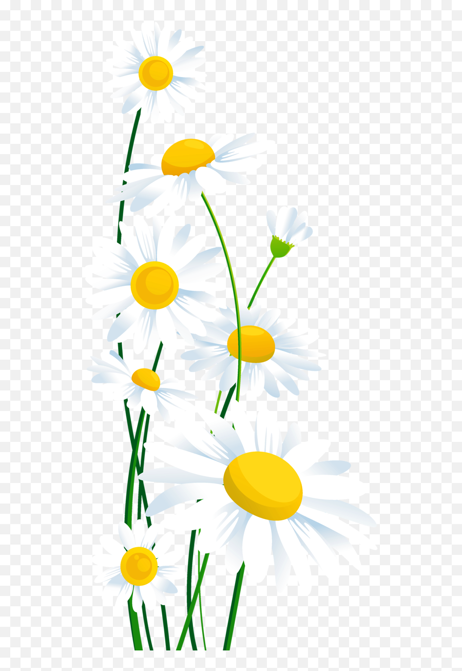 Library Of White Flower Png Transparent - Daisy Flower Border Clipart,Clip Art Transparent Background