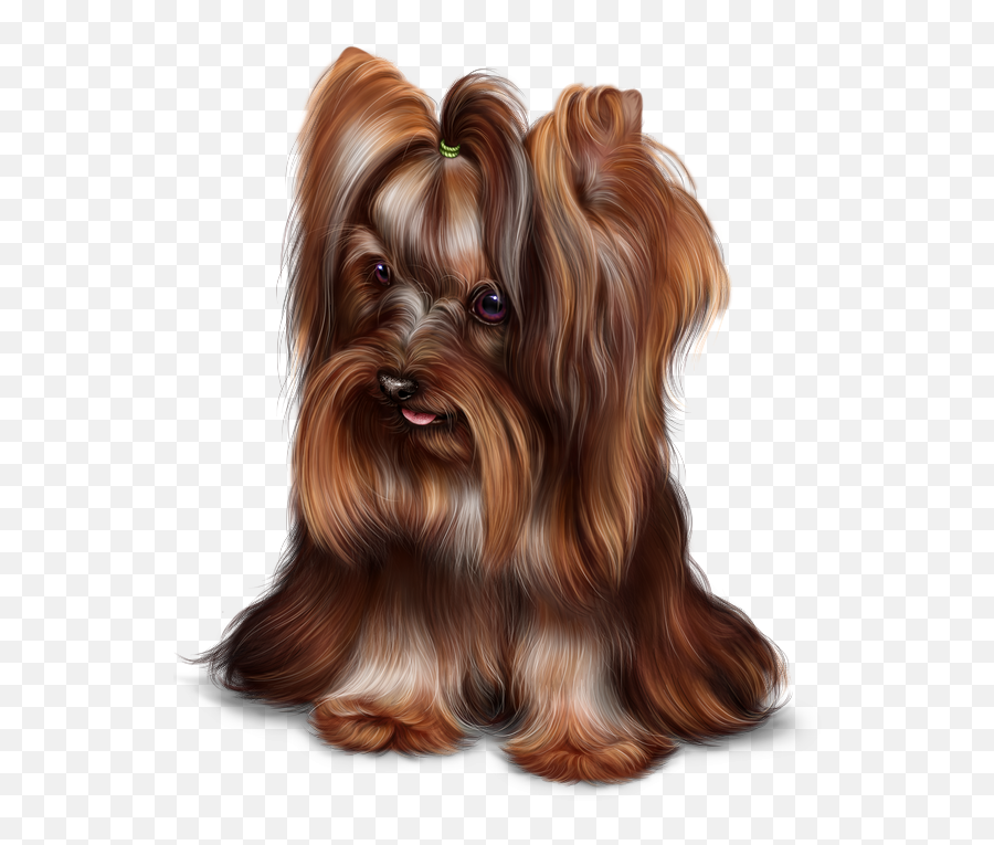 Adorable Dogs Yorkshire Terrier - Yorkshire Terrier Milk Chocolate Png,Yorkie Png