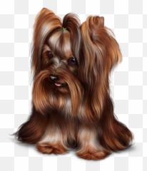Adorable Dogs Yorkshire Terrier - Yorkshire Terrier Milk Chocolate Png,Yorkie Png