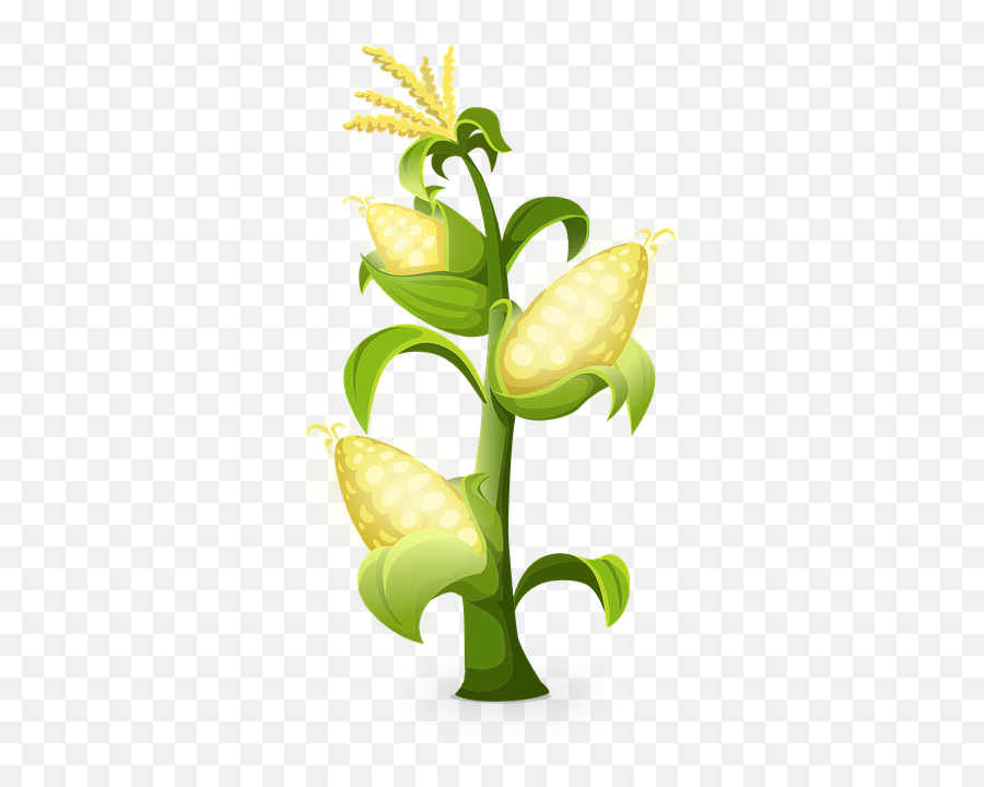 Yellow Corn Plants - Gambar Animasi Pohon Jagung Png,Corn Plant Png