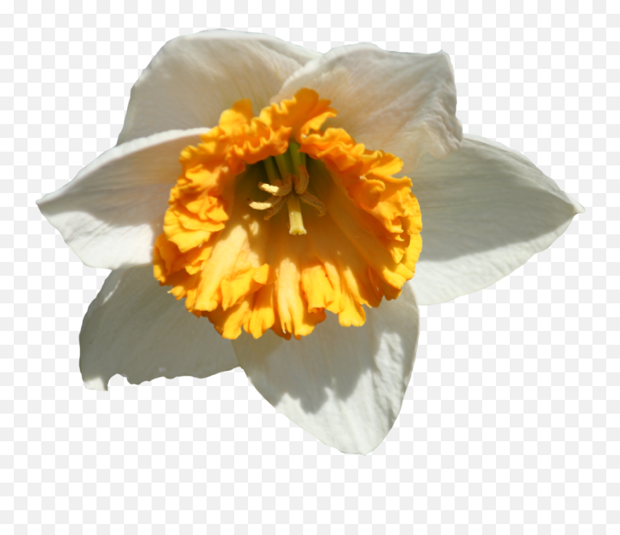 Daffodil Png Image Arts - Daffodil,Daffodil Png