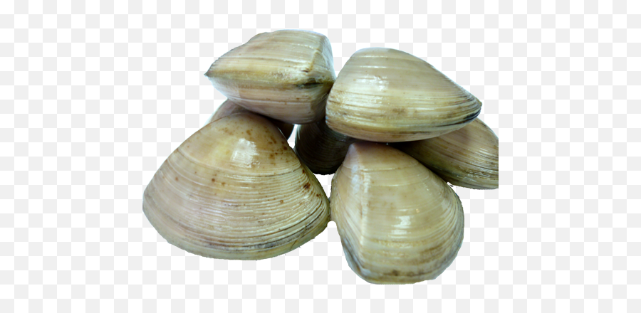 Clams Png Photos - Clams Png,Clam Png