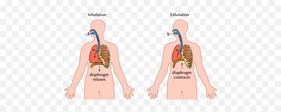 The Digestive System Systems In Human Body Siyavula - Diagram Showing How Breathing Occurs Png,Digestive System Png
