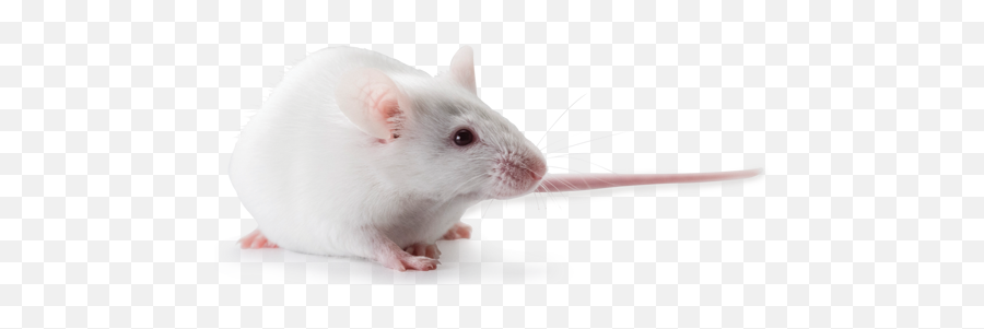 Nd4 Swiss Webster Outbred Mice Hsdnd4 - Rat Png,Mouse Animal Png
