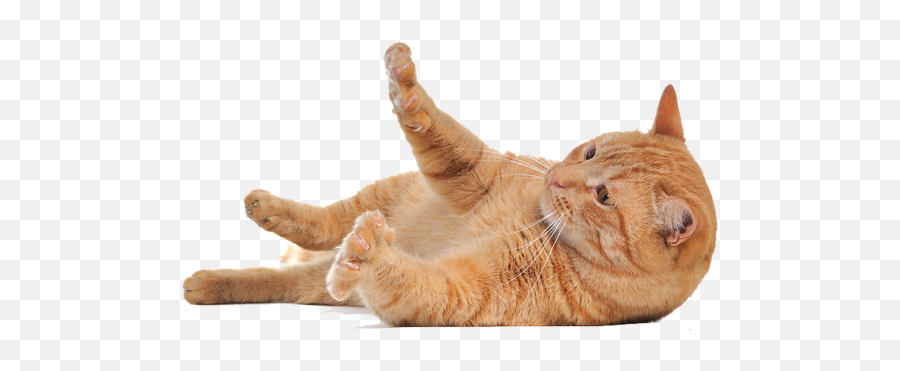 Cat Png Transparent Image - Transparent Background Cats Png,Transparent Cat