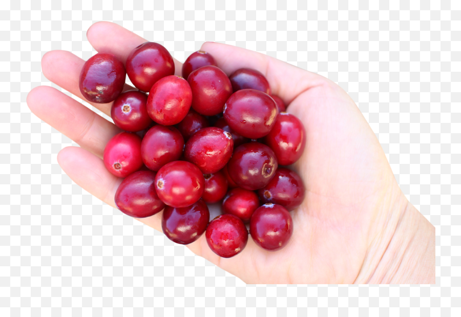 Hand With Cranberries Png Image - Portable Network Graphics,Cranberries Png