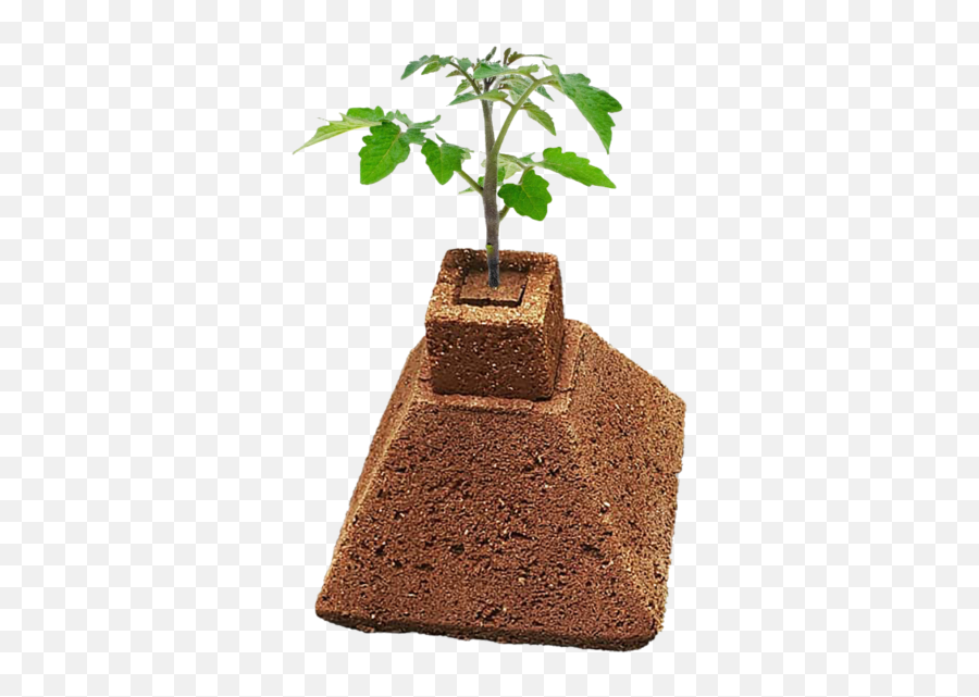 Super Soil Nutrients U0026 Organic Cannabis Fertilizer - Tomato Plant Png,Vegetable Garden Png