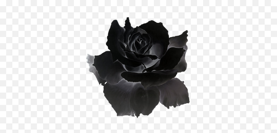 Transparent Black Rose - Black Rose Transparent Png,Black Rose Png