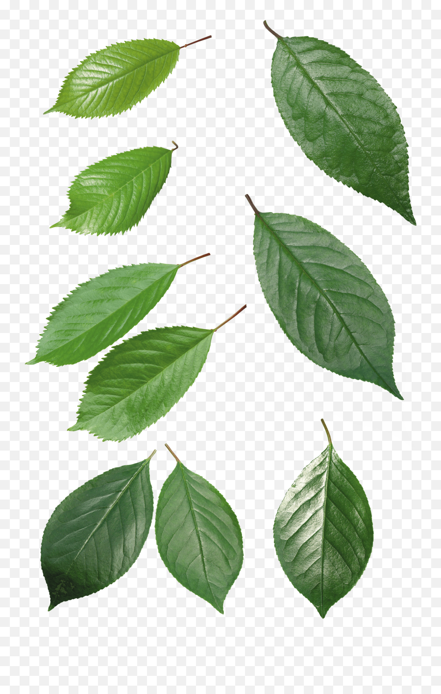 Download Green Leaf Png Hq Image - Leaves Top Png,Leaf Png