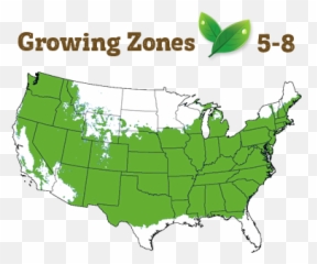 Crimson Queen Japanese Maple - Granny Smith Apple Growing Zone Png,Japanese Maple Png