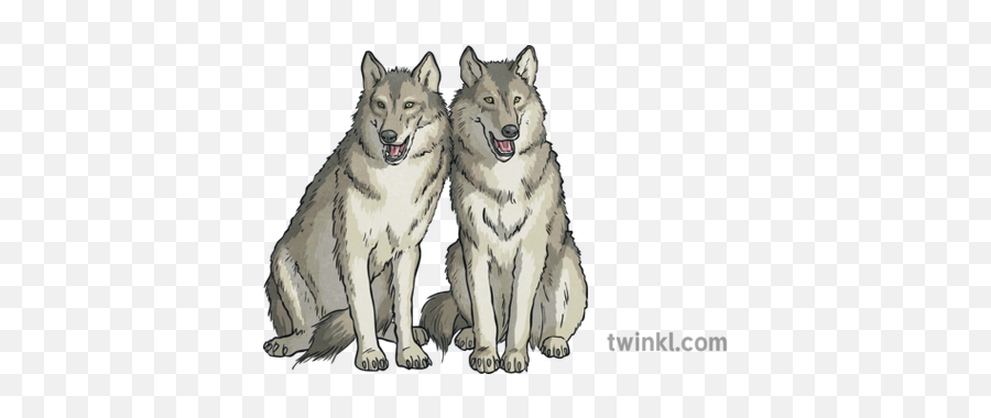 Two Wolves Sitting Pair Animals Fur Wolf Mammals Ks2 - Mackenzie River Husky Png,Wolves Png