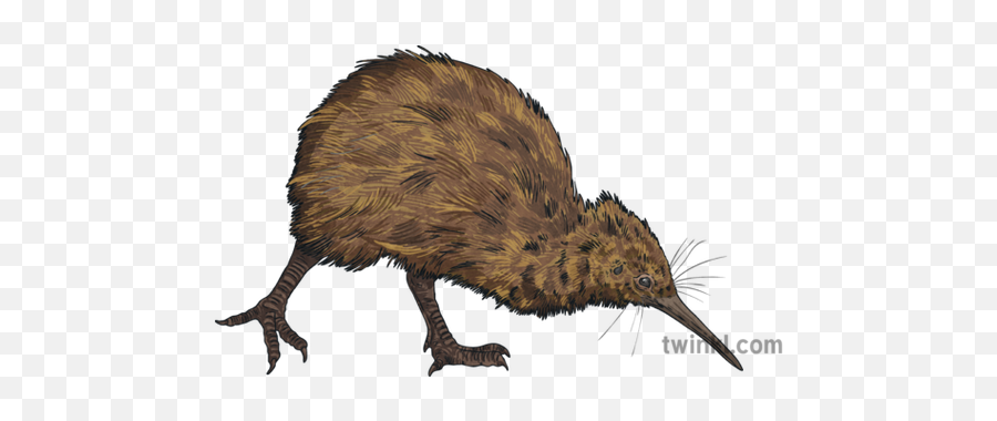 Kiwi Bird New Zealand Avian Animal Mps Ks2 Illustration - Twinkl Kiwi Png,Kiwi Bird Png