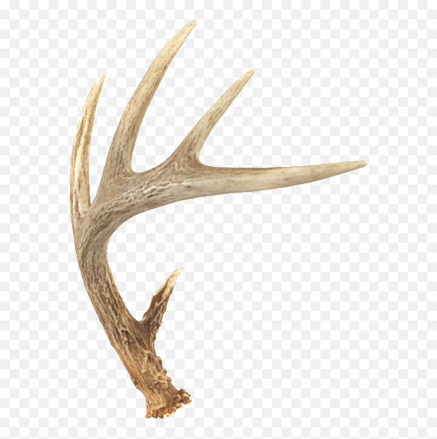 Hd Deer Horns Freetoedit - Whitetail 866080 Png Images Transparent Deer Horns,Deer Antlers Png