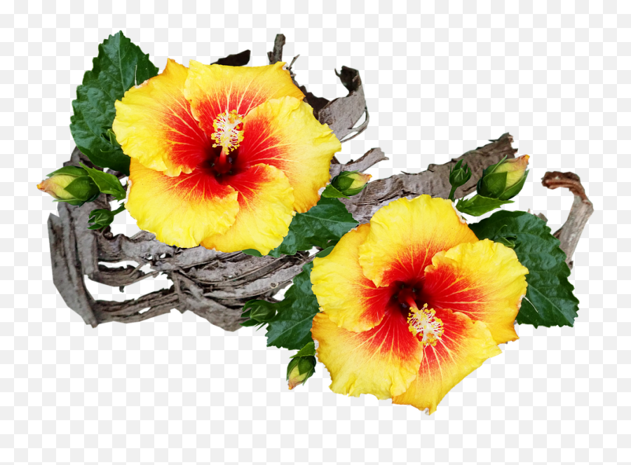 Flowers Hibiscus Tropical - Free Image On Pixabay Chinese Hibiscus Png,Hibiscus Png