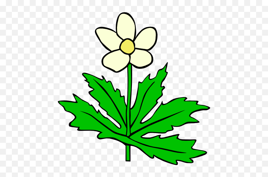 Gg Anemone Canadensis Clipart I2clipart - Royalty Free Outline Pictures Of Flowers Png,Anemone Png