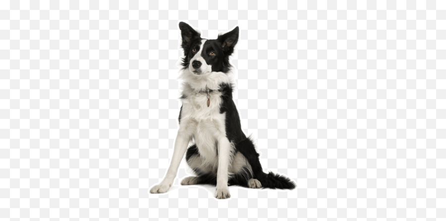 Border Collie Puppies For Sale In Delaware - Adoptapetcom Dog Png,Border Collie Png