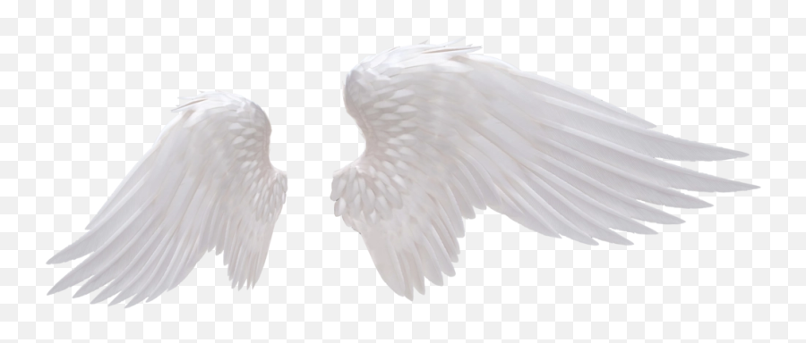 Angel Wings Png Image 1 Vector Clipart - Angel Wings Transparent Background,Black Angel Wings Png