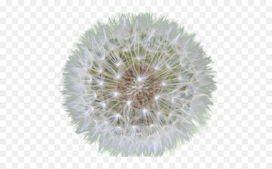 Clipart Transparent Background - Knotz And Main Tallahassee Png,Dandelion Transparent