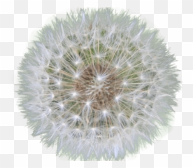 Clipart Transparent Background - Knotz And Main Tallahassee png