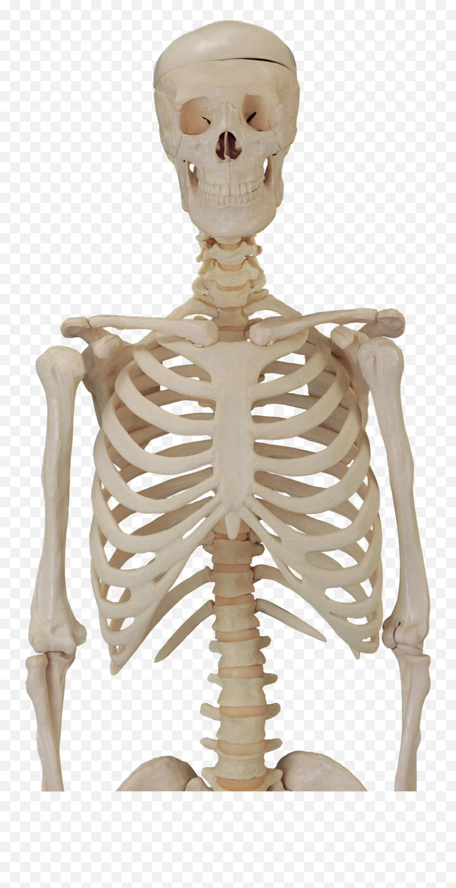 Skeleton Skull Png Image Transparent