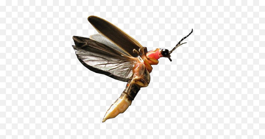 Flying Bug Transparent Image Png Play - Lightning Bug Firefly Png,Transparent Bug