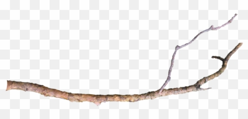 Download Free Png Tree Limb - Long Branch