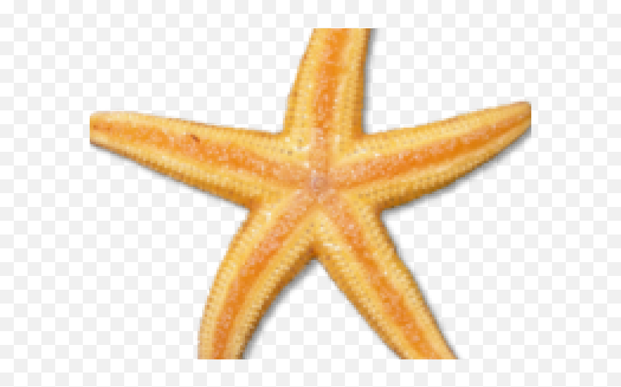 Starfish Clipart Png - Clip Art 3154719 Vippng Clip Art,Starfish Clipart Transparent Background