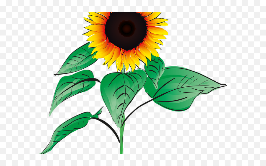 Sunflower Clipart Root - Png Download Full Size Clipart Gambar Bunga Matahari Animasi,Sunflower Clipart Png