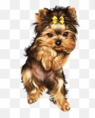 Cute Dog Pictures Yorkie Terrier - Yorkshire Desenho Png,Yorkie Png