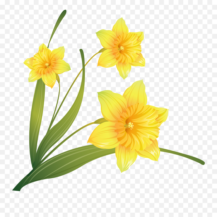 Daffodil Clip Art - Others Png Download 26712500 Free Daffodils Painting Png,Daffodil Png