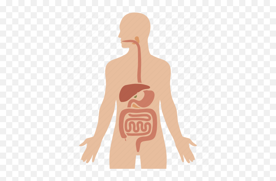 Digestion Digestive Gastrointestinal Human Organs System Tract Icon - Download On Iconfinder Human Digestive System Icon Png,Digestive System Png