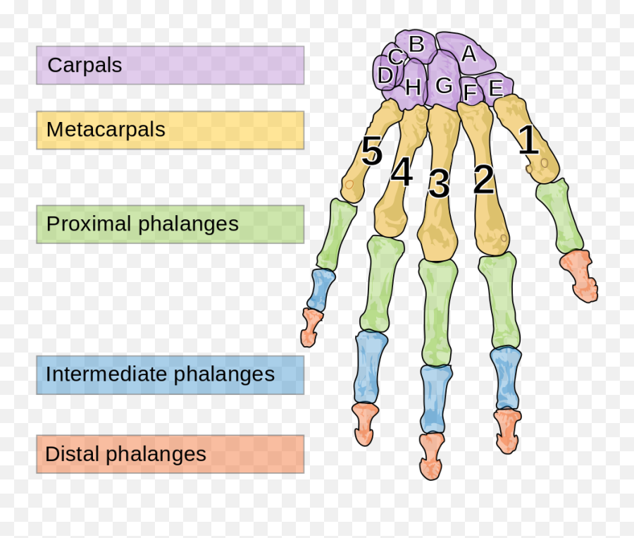113 Divisions Of The Skeletal System U2013 Human Biology - Bones In Hand Numbers Png,Jawbone Icon Pairing Code