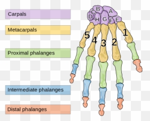 113 Divisions Of The Skeletal System U2013 Human Biology - Bones In Hand Numbers png